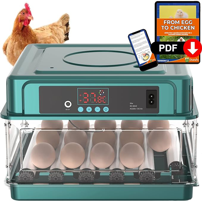 kippenei broedmachine